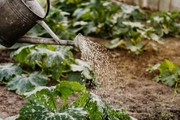 Close-up of a watering can nurturing green plants in a garden, promoting growth.