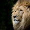 Close-up of a lion basking in the sunlight, showcasing its majestic mane and fierce expression.