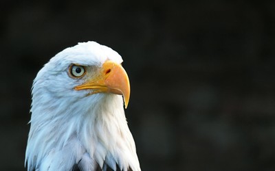 Majestic bald eagle with striking eyes and beak in natural light